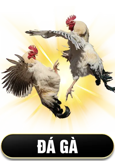 Đá gà